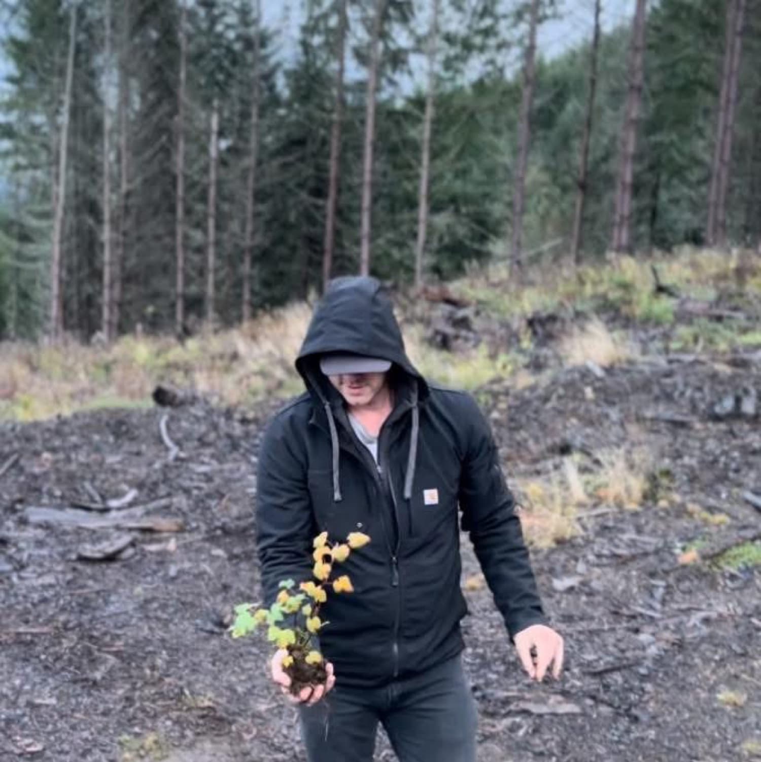 George holding a seedling in cleared ground